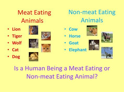 What Farm Animals Eat Meat