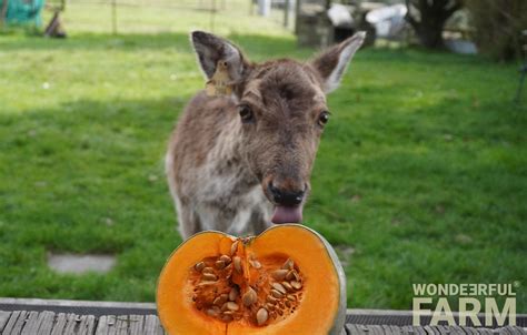 What Farm Animals Eat Pumpkins
