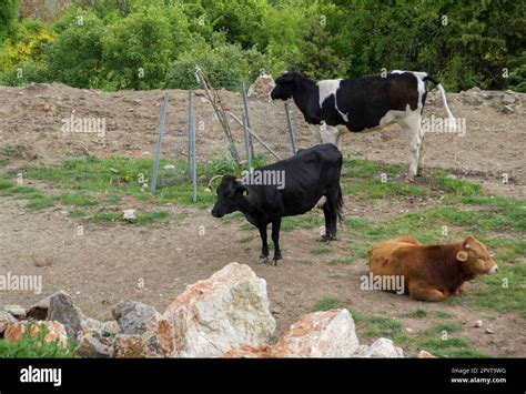 What Farm Animals Lived In Greece