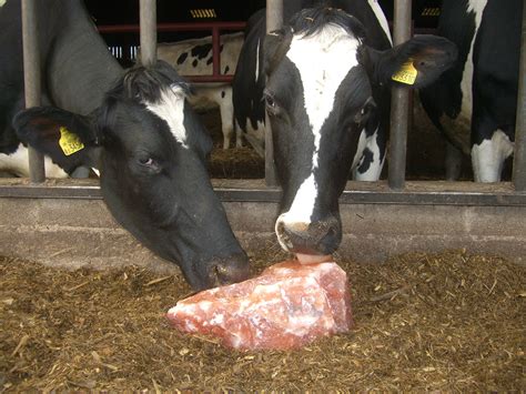 What Farm Animals Need Salt Licks