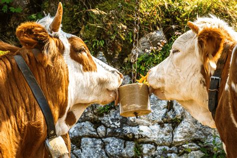 What Farm Animals Need Salt Licks