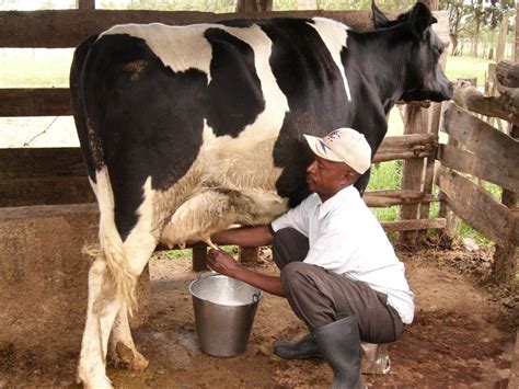 What Farm Animals Produce Milk