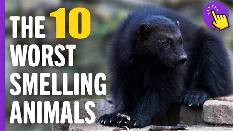 What Farm Animals Shit Smells The Worst