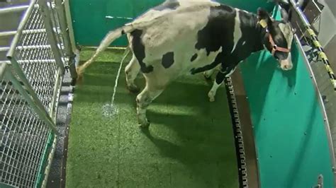 What Farm Animals Urinate When Standing From A Recumbent Position