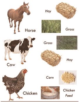 What Food Does Farm Animals Eat