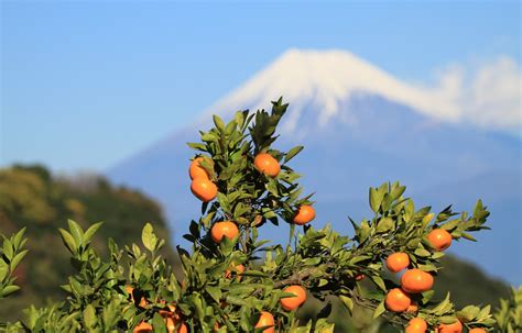What Fruit Grows In Japan