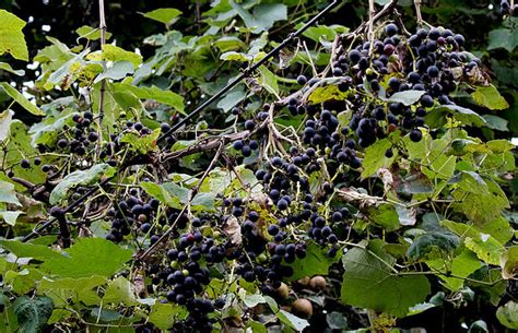Discover the Native Grape Varieties of North America - From the Concord to the Catawba.
