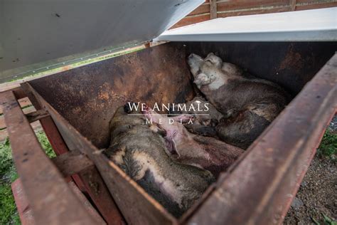 What Happens To Dead Farm Animals