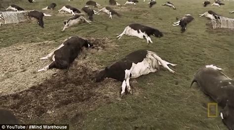 What Happens When Farm Animals Die