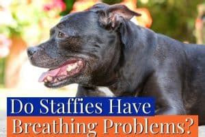 Do Staffies Have Breathing Problems? [HEALTH GUIDE]
