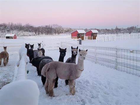 What Hppened To The Wi Dmill In Animal Farm