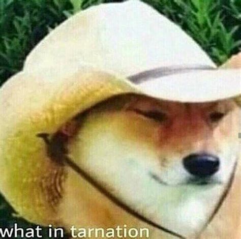 What In Tarnation Meme Dog