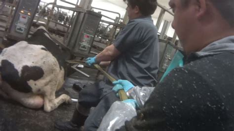 What Indiana Farm Is Mistreating Animals