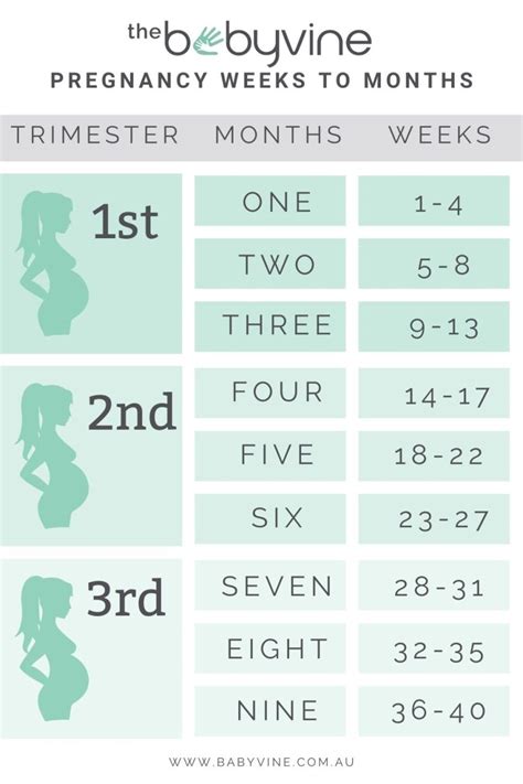 How Many Months Is 19 Weeks? Find Out Here!