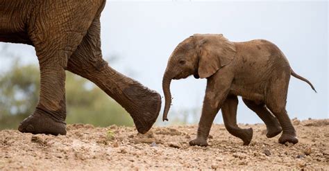 The Wonder of Nature's Littlest Giant: Exploring the Fascinating World of Baby Elephants and Their Adorable Names