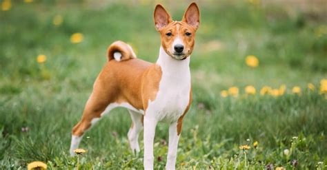 Basenji mix, looks like my Hartley. Dogs of the world, Cute puppies