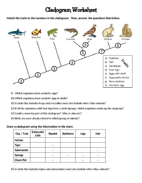 What Is A Cladogram Worksheet Answers