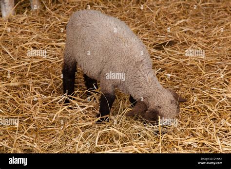 What Is A Good Hook For Animal Farm