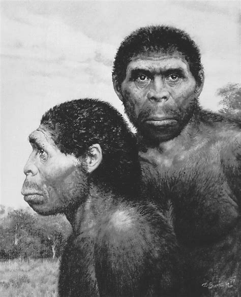 What Is A Homo Erectus