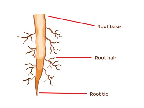 What Is A Real Root