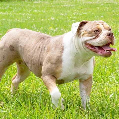 What Is An Old English Bulldog?
