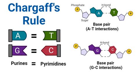 What Is Chargaff'S Rule