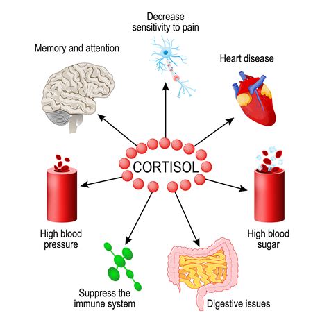 What Is Cortisol