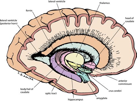 What Is Ganglia