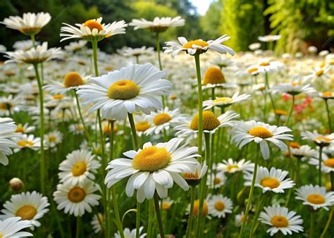 What Is Garden Daisy