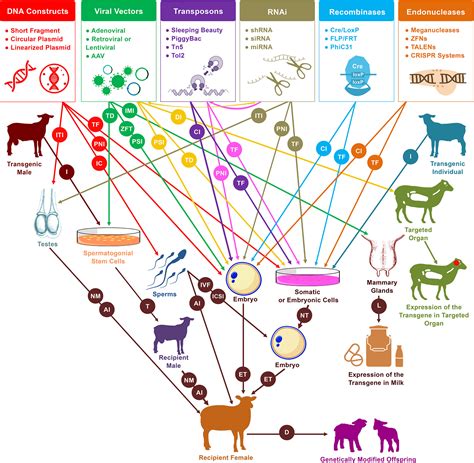 What Is Gene Mapping In Farm Animals