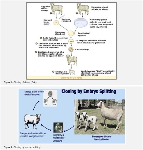 What Is Genetic Engineering In Farm Animals
