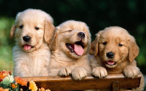 What Is Hd For Dogs