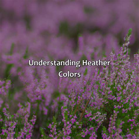 What Is Heather Color