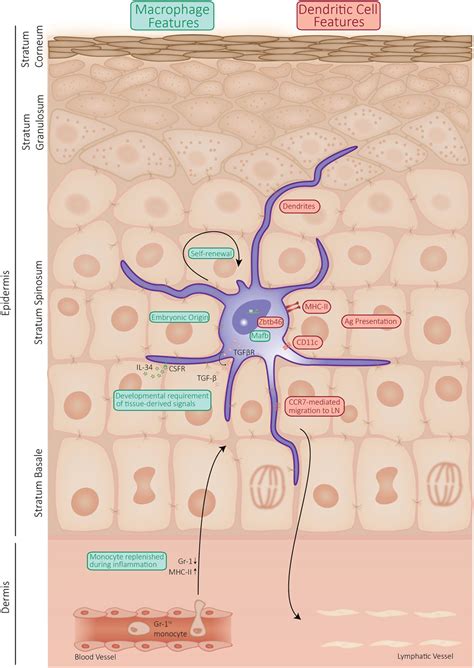 What Is Langerhans Cell