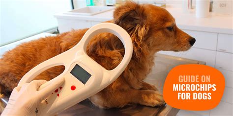 Unveiling the Importance of Microchip for Dogs: A Comprehensive Guide