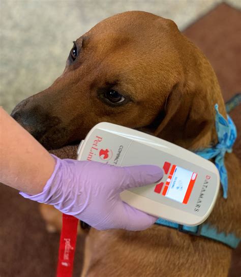Unveiling the Secrets of Microchipped Dogs: Everything You Need to Know
