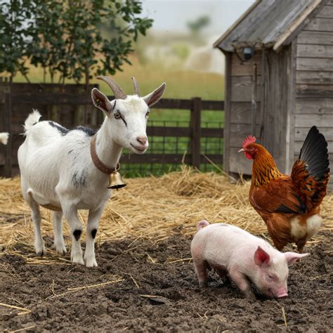 What Is Most Profitable Farm Animal