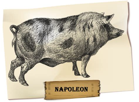 What Is Napoleon Called In Animal Farm