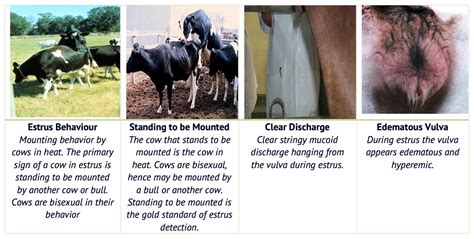 What Is Oestrus In Farm Animals