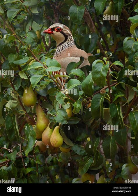 What Is Partridge In A Pear Tree