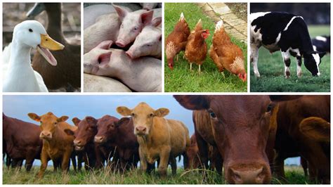 What Is Rearing Of Farm Animals