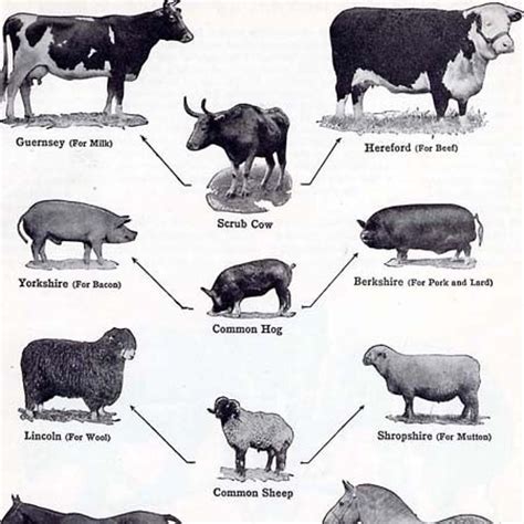 What Is Selective Breeding In Farm Animals