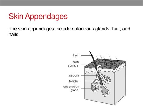 Understanding Skin Appendages: Hair, Glands, and Nails Explained
