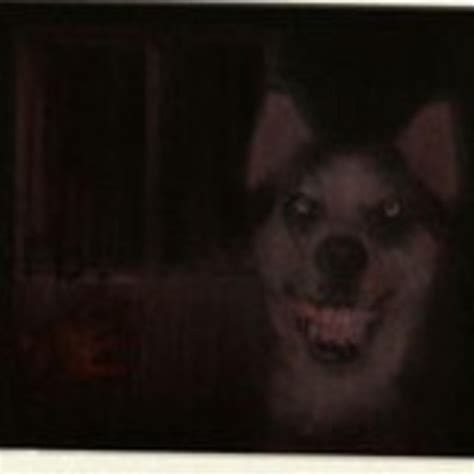 What Is Smile Dog Phone Number