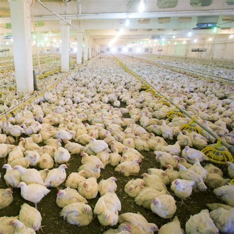 What Is Stomach Curdling In In Factory Farm Animals