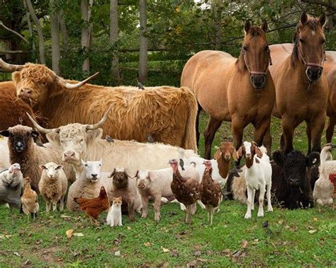 What Is The Best Animals For A Prepper Farm