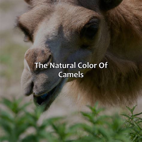 What Is The Color Camel