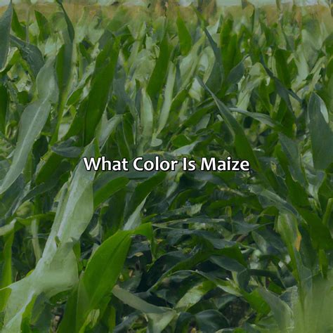 What Is The Color Maize