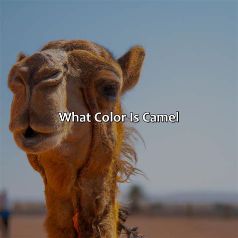 What Is The Color Of Camel