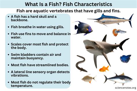 Unveiling the Mysteries of the Aquatic World: Exploring the Definition of a Fish